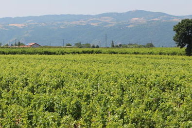 Jaboulet Vineyards in Crozes Hermitage